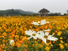 -径山花海