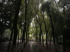 -柳浪闻莺公园