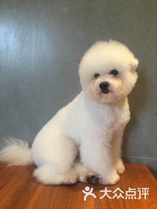 hoodogcafe宠物咖啡(狗狗咖啡馆)图片 - 第1961张