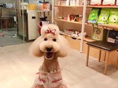 -宠物梦想家(日月豪庭店)