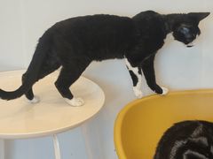 -有喵·猫咖·狗咖·30几只猫10只小狗(岗厦店)
