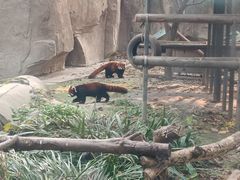 -成都动物园