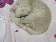 -爱佳宠物中心医院24H·CT·骨外科·猫专科(瑶海万达店)