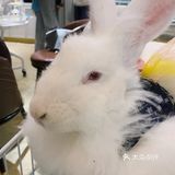 撸兔好去处,这些安哥拉兔太可爱啦!