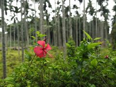 -红色娘子军纪念园