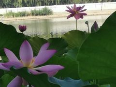 -莲花池公园