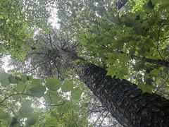 -汤旺河林海奇石景区