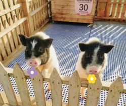 -萌宠亲子动物乐园(槐房万达店)