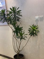 -紫洁俪方（北京）医疗美容