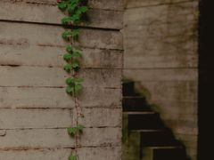 -鹿野苑石刻艺术博物馆