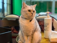 -李小姐の猫咖啡馆(五角场店)