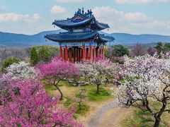 -梅花山(明孝陵内)