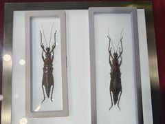 -上海昆虫博物馆