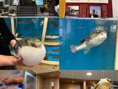 -天正河鲀·河豚亭(大连店)