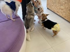 -怪兽屋·羊驼·猫咖·狗咖(俊华广场店)