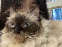 -楼上猫咖(罗湖店)
