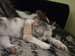 -猫色咖啡·猫咖
