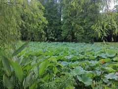 -南宁良凤江国家森林公园