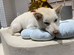 -柴务处·柴犬主题狗咖