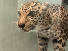 -陕西自然博物馆