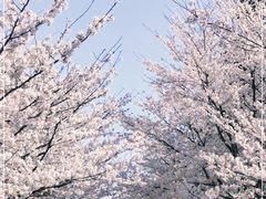 -高东镇樱花园