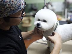 -鑫艺宠物美容培训学校