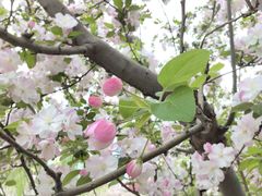 -海棠花溪(元大都城垣遗址公园)