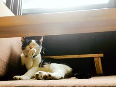 -猫的天空之城概念书店(杭州南宋御街店)