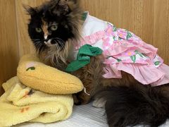 -美联众合动物医院·24h京西诊疗中心