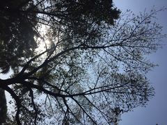 -东莞植物园