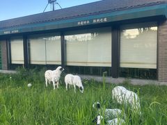 -阳坊胜利涮羊肉(阳坊老店)