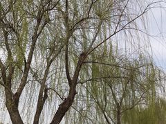 -洨河生态公园
