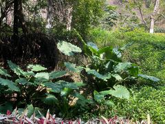 -狐尾山公园