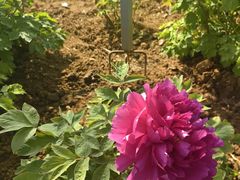 -洛阳市隋唐城遗址植物园