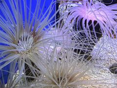 -上海海洋水族馆