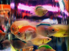 -华声天桥民俗文化园