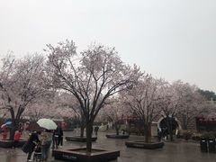 -大雁塔北广场音乐喷泉