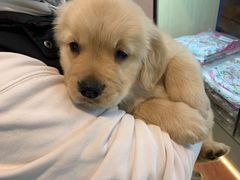 -翊宠yipet猫狗购宠庄园犬舍•猫舍