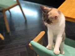 -猫色咖啡·猫咖