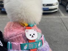 -宠福鑫康馨动物医院·骨科·眼科