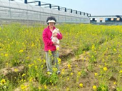 -喜杨洋草莓采摘园