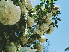 -上海滨江森林公园