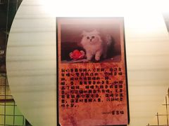 -猫咪博物馆(顶澳仔猫街店)