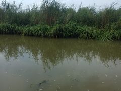 -长兴太湖图影湿地文化园