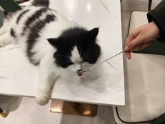 -安格丽娜·狗咖·猫咖羊驼咖(春熙路百盛商场店)