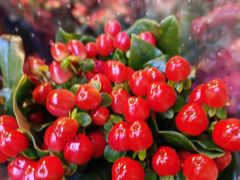 -循礼门鲜花花市(武汉循礼门店)