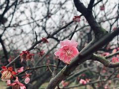 -无锡梅园公园
