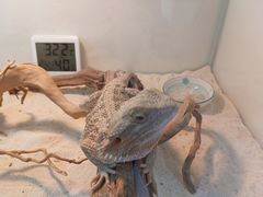 -喵园·猫主题咖啡厅·撸猫·猫咖(国贸店)