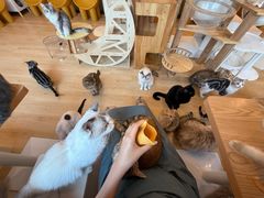 -有喵·猫咖·狗咖·30几只猫10只小狗(岗厦店)