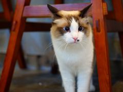 猫-二货-咖法森林·咖啡  酒吧(天河店)